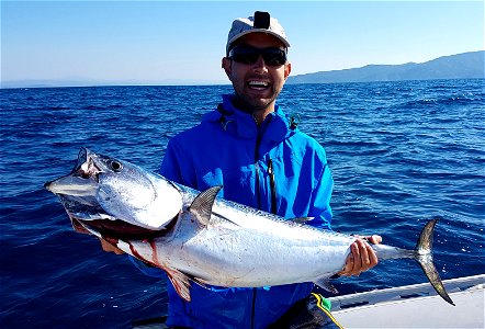 Little tuna fished in Italy photo
