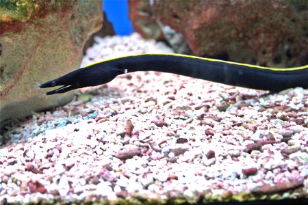 Fish Ribbon eel, Rhinomuraena quaesita in Prague sea aquarium, Czech Republic photo