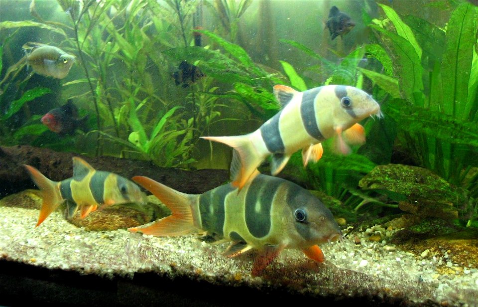 Chromobotia macracanthus syn. Botia macracanthus