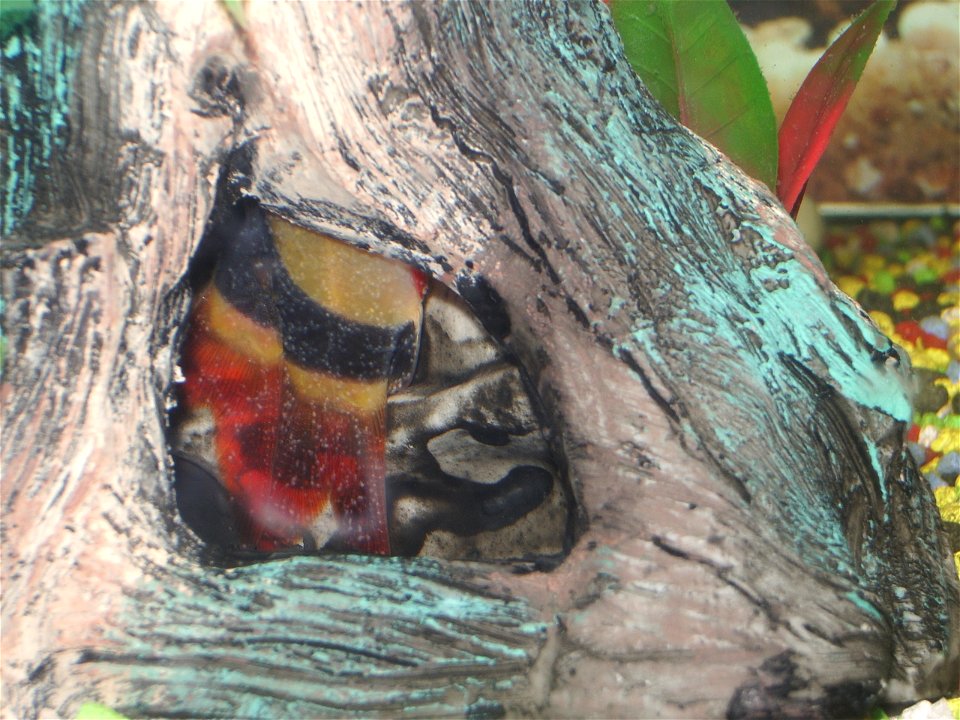Two juvenile clown loaches with ich. Characteristically, for this stage of infestation, both are hiding in an ornament.