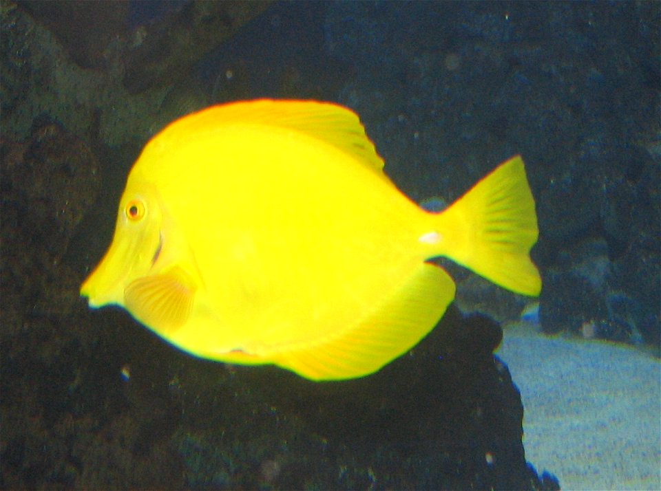 Yellow Tang (Zebrasoma flavescens) at Newport Aquarium photo