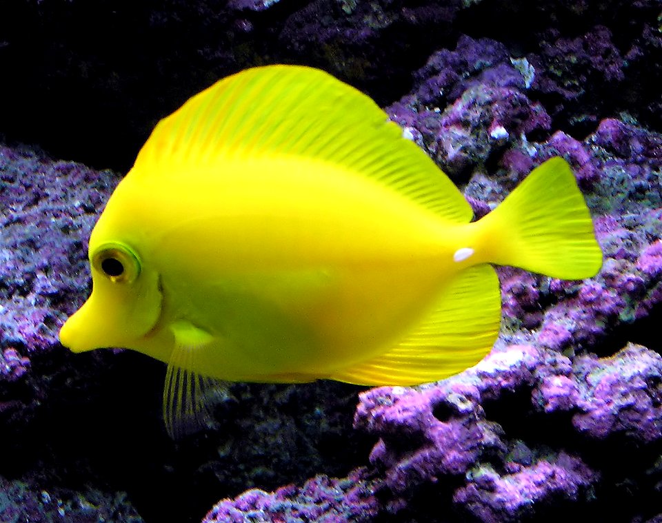 Yellow Tang (Zebrasoma flavescens) at Bristol Zoo, Bristol, England. photo