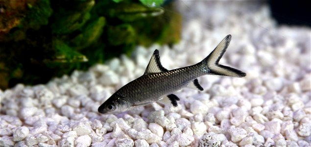 Young bala shark in my freshwater aquarium (1.25" aprox.)