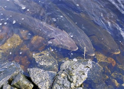 Image title: Strugeon fish in water acipenser fulvescens Image from Public domain images website, http://www.public-domain-image.com/full-image/fauna-animals-public-domain-images-pictures/fishes-publi photo