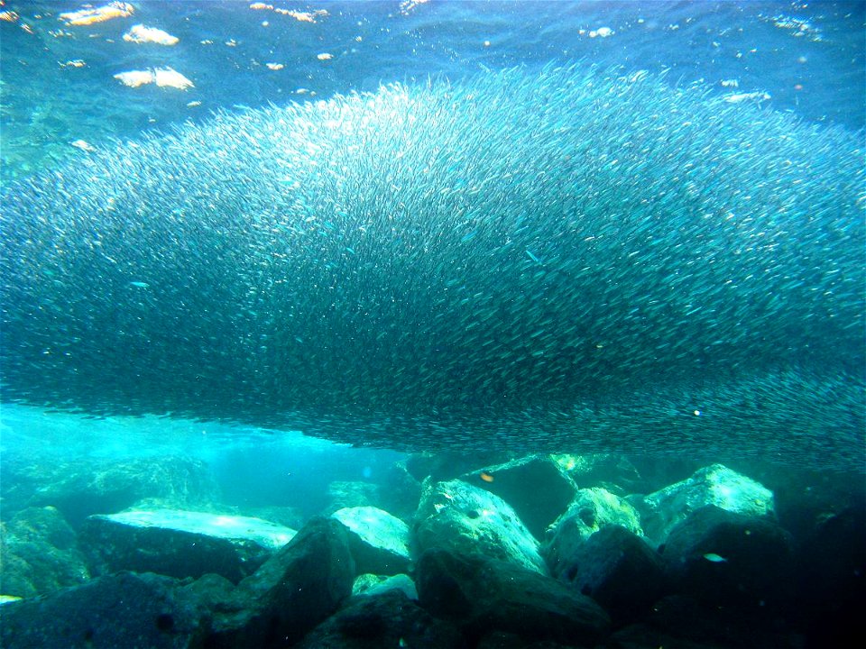 Large Engraulis encrasicolus school photographed in Ligura, Italy