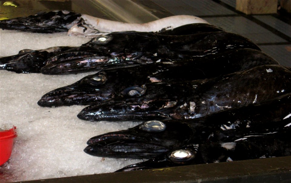 Black scabbardfish at Funchal market, Madeira