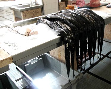 Black scabbardfishes on the Fish market in the centre of city Funchal, Madeira 2016