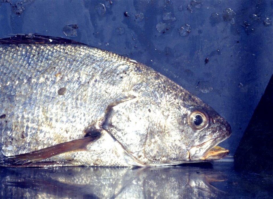Argyrosomus regius