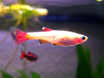 Kardinalfisch, goldene Zuchtform (Tanichthys albonubes gold)