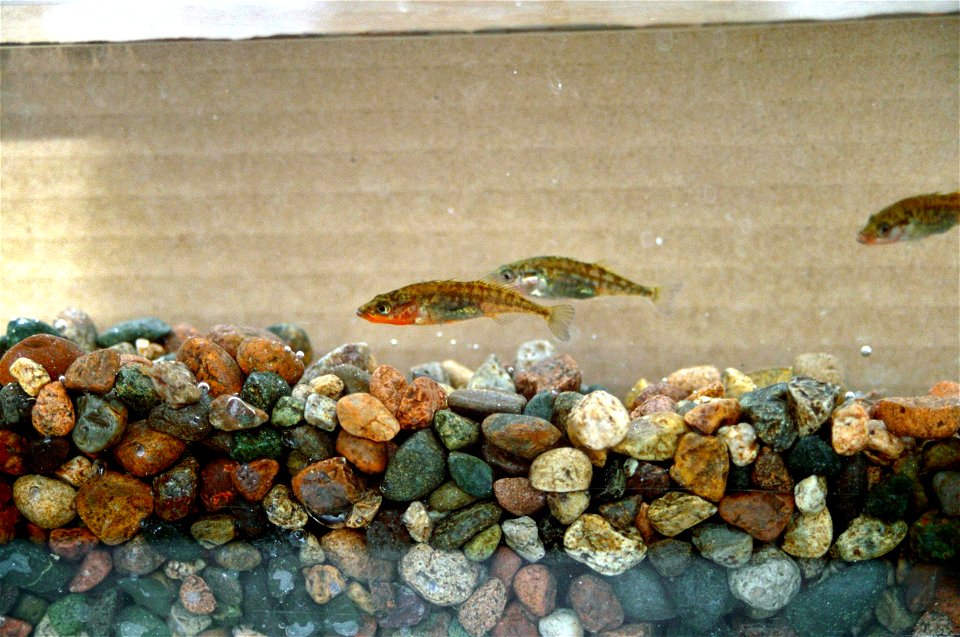 Image title: Unarmored threespine stickleback endagered species gasterosteus aculeatus williamsoni
Image from Public domain images website, http://www.public-domain-image.com/full-image/fauna-animals-