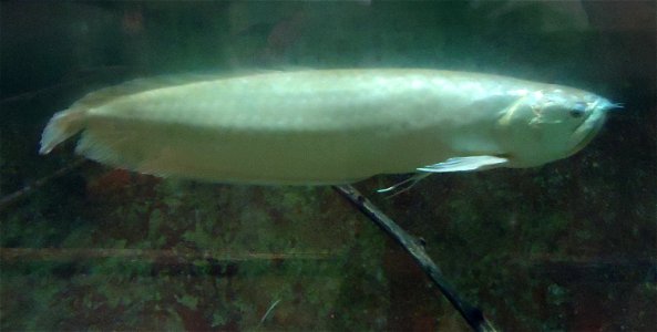 Different types of fishes: Arowana fish, it looks like a small cousin of the arapima. Osteoglossum bicirrhosum.