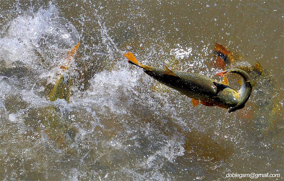 Salminus brasiliensis (synonym S. maxillos) hunting the same species
