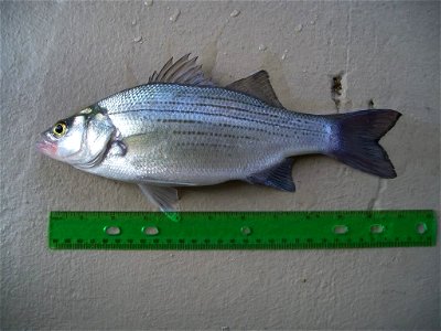 A White Bass caught from the White River in Northern Arkansas, near the town of Goshen. The fish is 11½ inches long and weighs a little less than a pound. It is male.