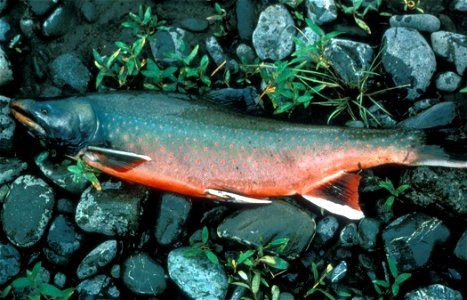 Image title: Dolly varden char fish Image from Public domain images website, http://www.public-domain-image.com/full-image/fauna-animals-public-domain-images-pictures/fishes-public-domain-images-pictu photo