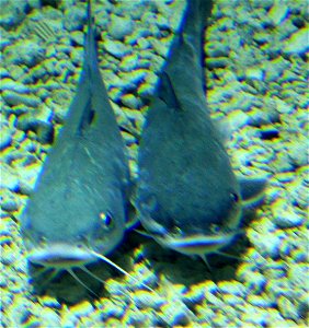 Different types of fishes One of the two species of Catfish found in the Florida Keys. Arius Felis. photo