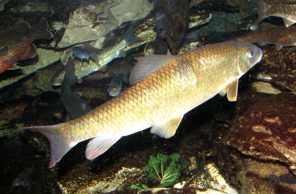 Golden Shiner (Notemigonus crysoleucas) at Newport Aquarium