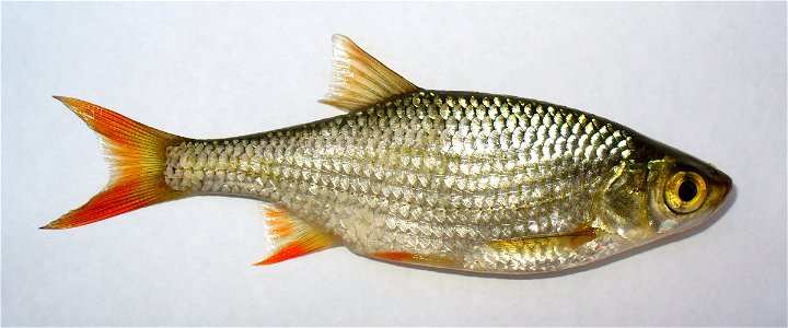 The Common Rudd (Scardinius erythrophthalmus). Ukraine, the fish from the Southern Bug river. photo