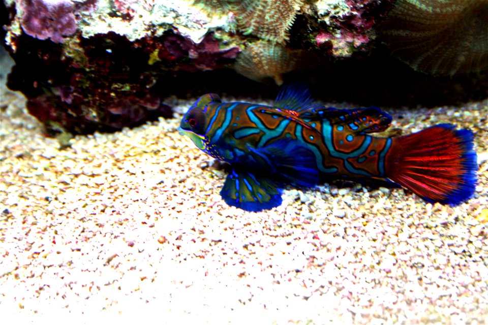 Fish Mandarinfish,  Synchiropus splendidus in Prague sea aquarium, Czech Republic