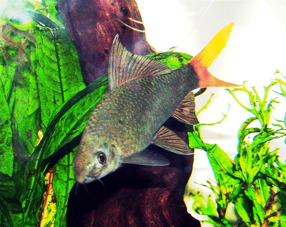 Red-tailed black shark (Epalzeorhynchos bicolor)