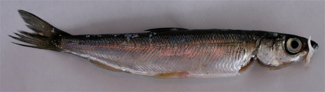 Vendace (Coregonus albula) photo