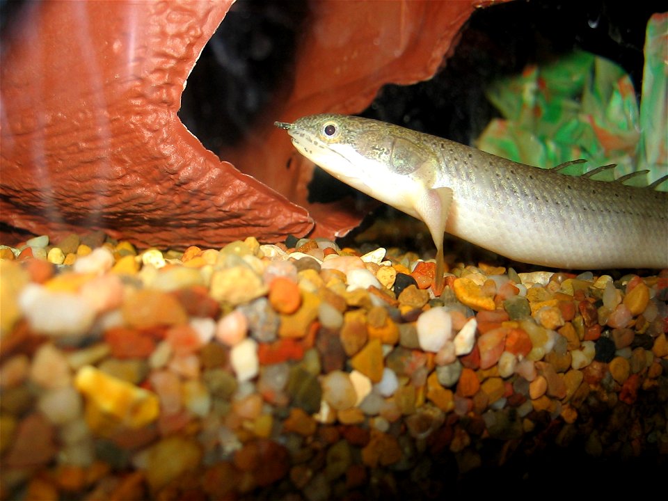 Senegal Bichir in an aquarium