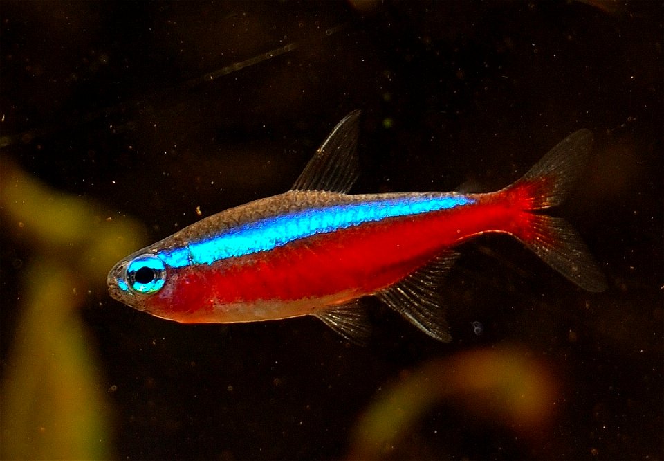 Image of the Kardinal Tetra fish. (Paracheirodon axelrodi)