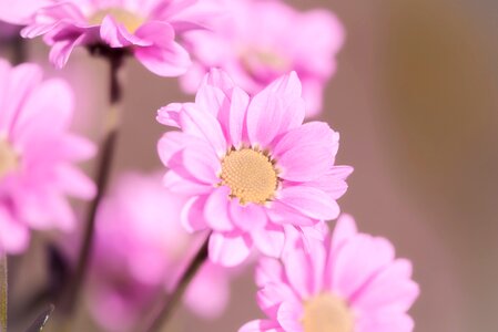 Flora petals pistil photo