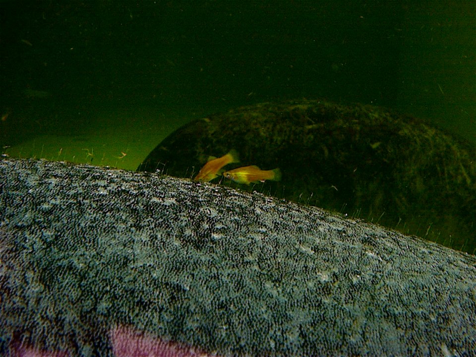 Cleanerfish cleaning face of a West indian manatee (Antillean Mantanee, Trichechus manatus manatus Linné) in zoo Tierpark Friedrichsfelde, Berlin, Germany.