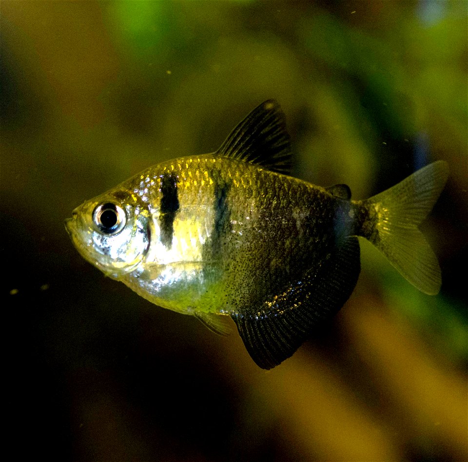 Adulter Trauermantelsalmler, Gymnocorymbus ternetzi