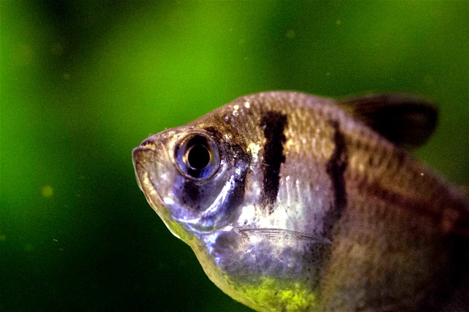 Adulter Trauermantelsalmler, Gymnocorymbus ternetzi