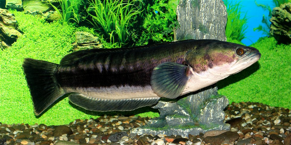 Giant snakehead (Channa micropeltes)