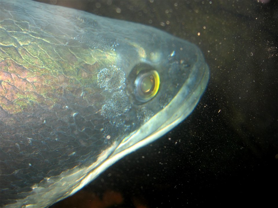 A Giant Snakehead at the OKC Zoo