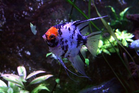 Fish Pterophyllum scalare in Prague sea aquarium, Czech Republic