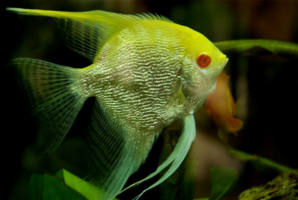 Pterophyllum scalare - Beijing, China