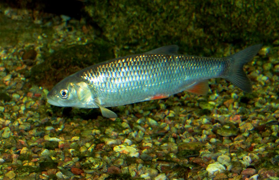 European chub on exhibition Subaqueous Vltava, Prague 2011, Czech Republic