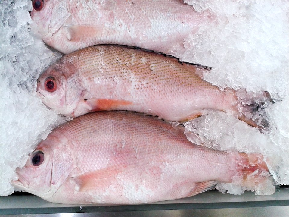 Mangrove red snapper