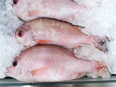 Mangrove red snapper photo