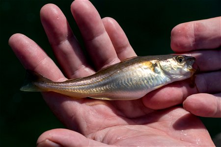 Whiting (Merlangius merlangus) just caught in Gullmarsfjorden at Sämstad Harbor, Lysekil Municipality, Sweden. photo
