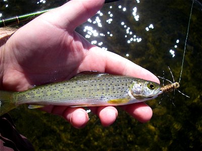 Arctic Grayling from Grebe Lake, Yellowstone National Park, 2009 photo