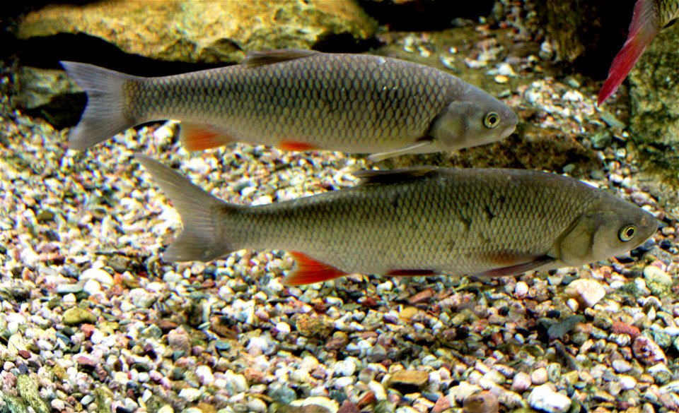 European chub on exhibition Subaqueous Vltava, Prague 2011, Czech Republic photo