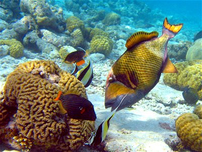 Titan Triggerfish (Balistoides viridescens) is the largest of all triggerfish species. Also visible are the black and yellow coloured Moorish Idols (Zanclus cornutus) and Orange-lined triggerfish (Bal photo