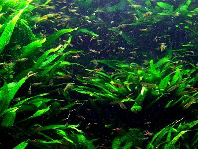 Endler's guppy (Poecilia wingei) in the Aquarium of the Cologne Zoological Garden photo