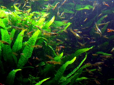 Endler's guppy (Poecilia wingei) in the Aquarium of the Cologne Zoological Garden photo