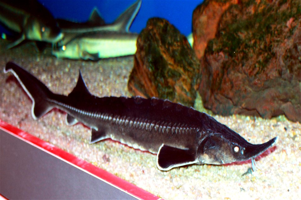 Fish Sterlet on exhibition Subaqueous Vltava, Prague 2011, Czech Republic