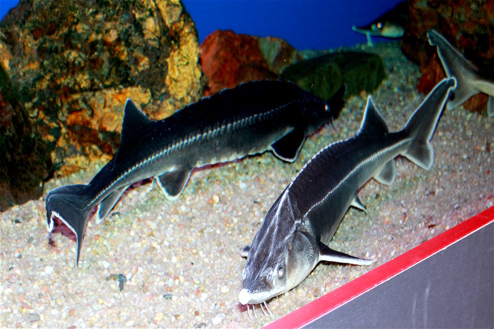 Fish Sterlet on exhibition Subaqueous Vltava, Prague 2011, Czech Republic