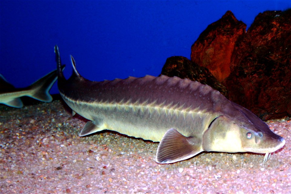 Fish Sterlet on exhibition Subaqueous Vltava, Prague 2011, Czech Republic