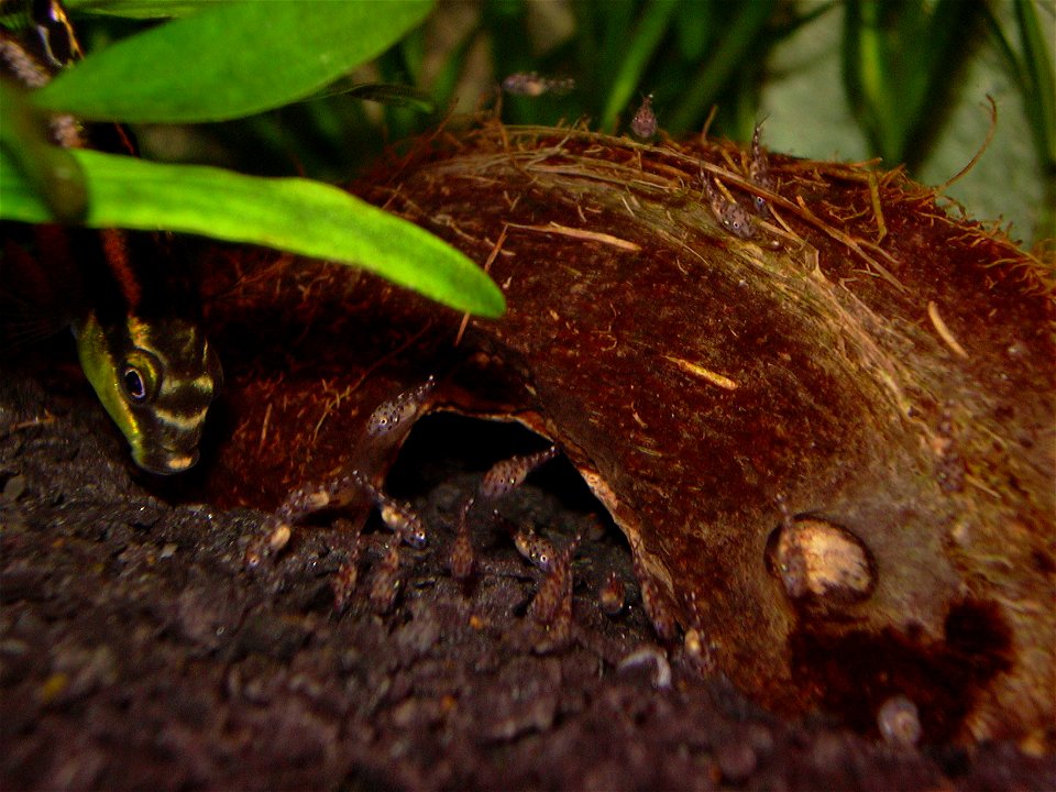Female pelvicachromis pulcher with young