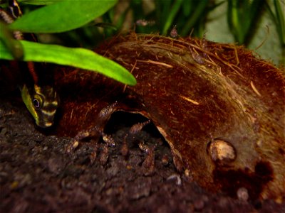 Female pelvicachromis pulcher with young photo