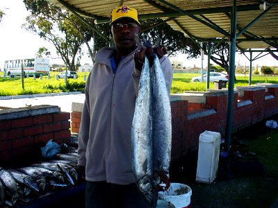 Snoek, Thyrsites atun, Cape Town 2006