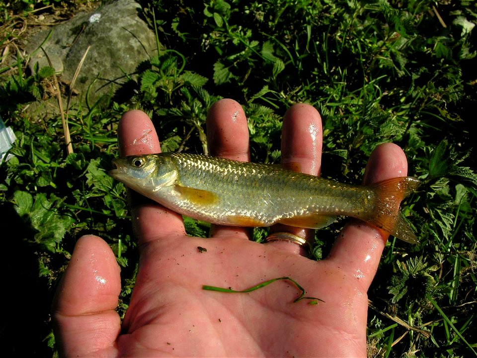 Squalius lucumonis photographed in Tuscany, Italy.
Photo by Nicola Fortini. 

Released after photo.